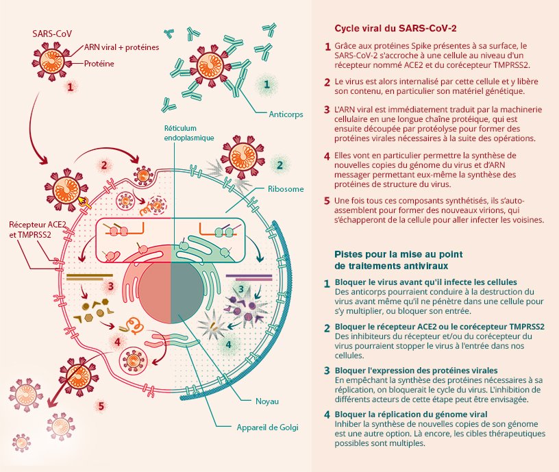 coronavirus et covid 19 inserm la science pour la sante