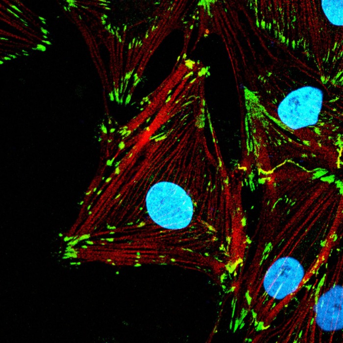 Image de cellules en culture in vitro, obtenue par microscopie à fluorescence.