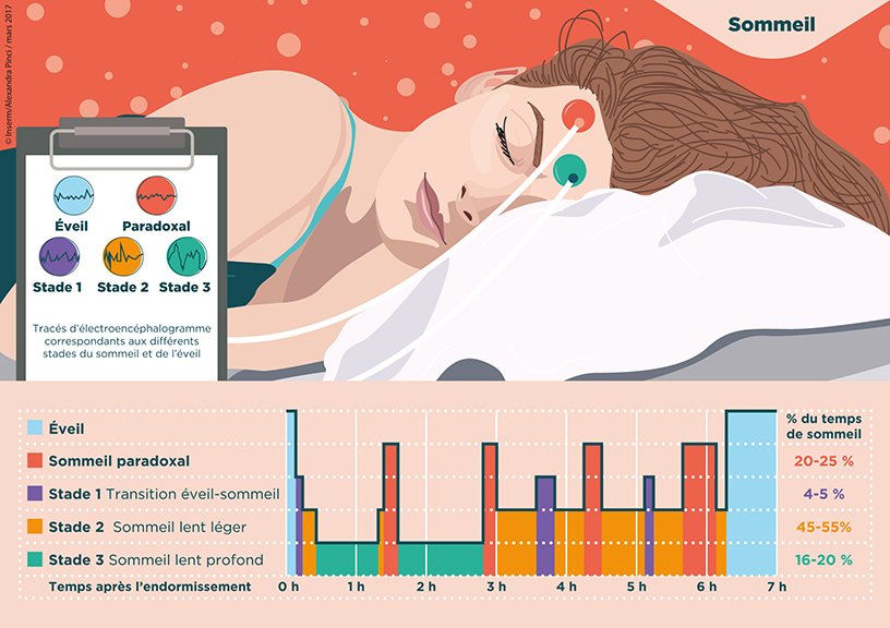 Les différentes phases du sommeil et leur rôle